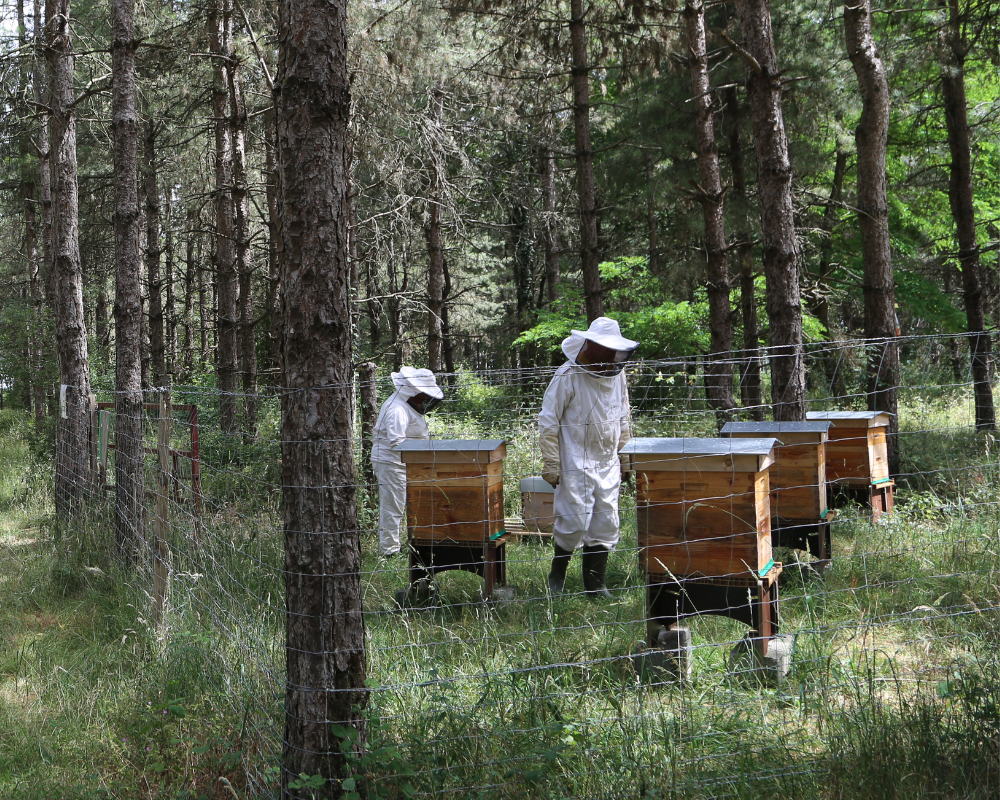 Biodiversité du domaine 
