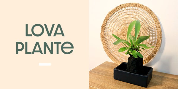 lova plante