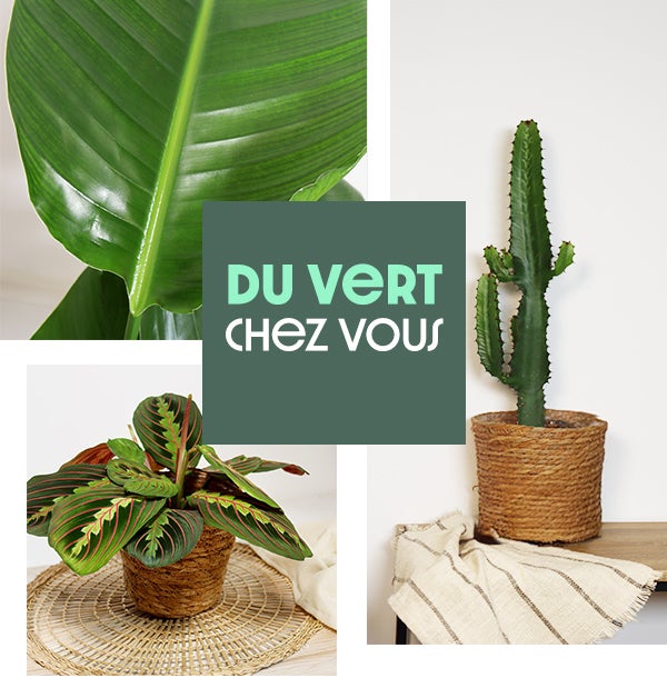 PLANTES