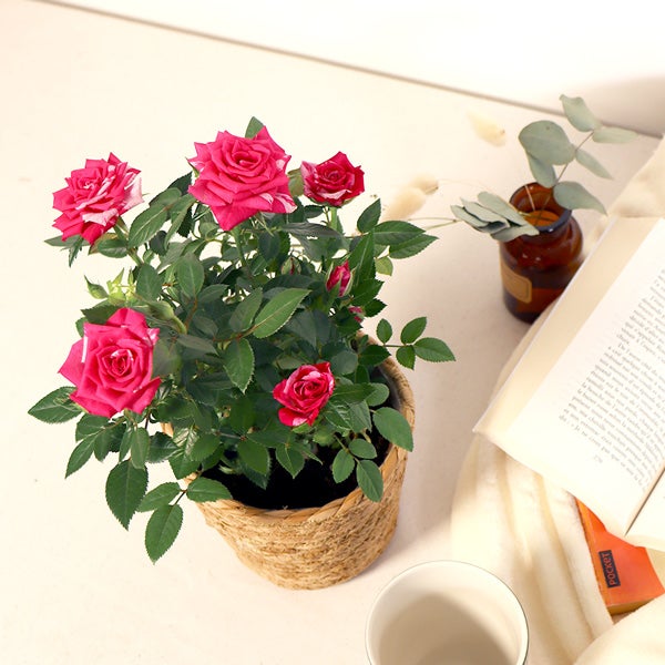 rosier bicolore