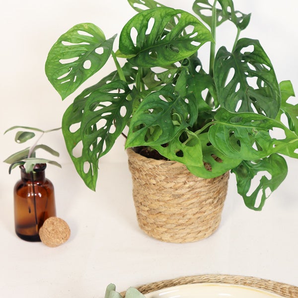 monstera