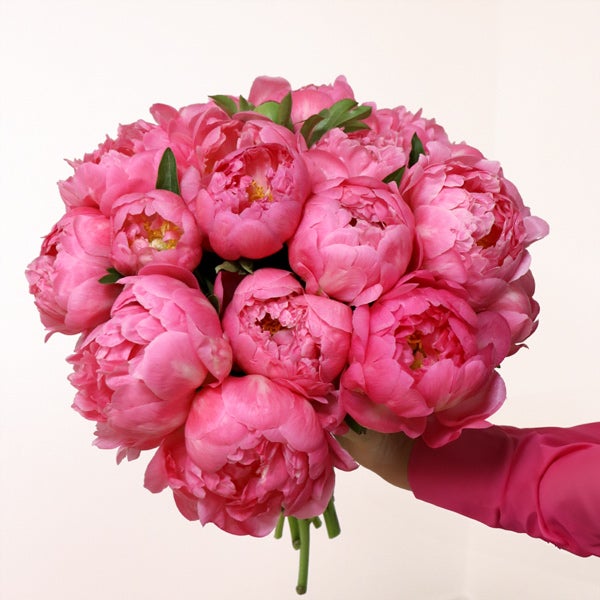 20 pivoines