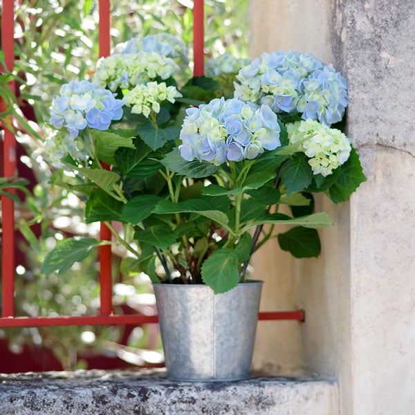hortensia en pot