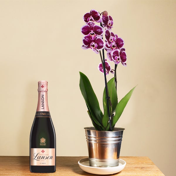 Orchidée + lanson rosé