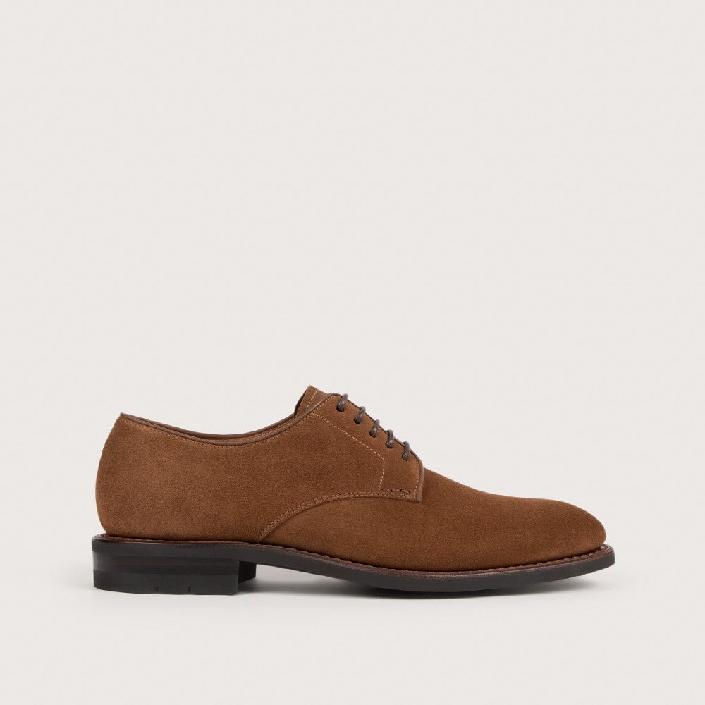 Derby Aralia