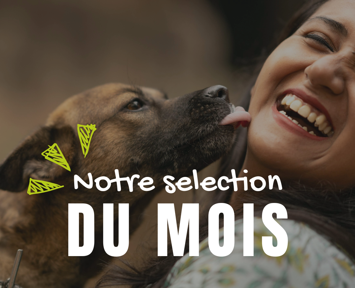 Texte alternatif
