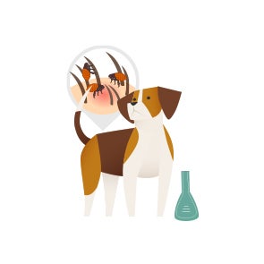 Pipettes pour chien