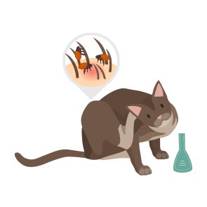 Pipettes pour chat